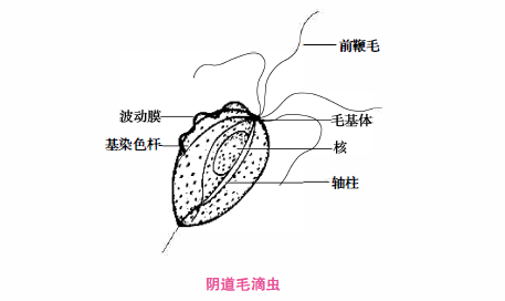 阴道毛滴虫.png